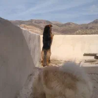 سک نگهبان|سگ|ایلام, |دیوار