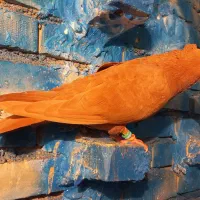 نرماده سرخ زرد