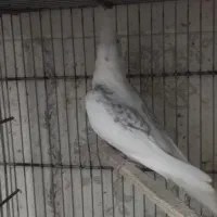 عروس هلندی دوکت البینو|پرنده|بندرعباس, |دیوار