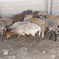 فروش مال داشتی وبره مار|حیوانات مزرعه|ساری, |دیوار