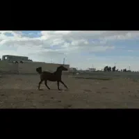 اسب