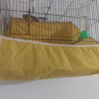 تعدای قناری