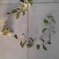 بنفشه ،مانسترا تای،سینگونیوم بلک ،کنتیا|گل و گیاه طبیعی|مشهد, حسابی جنوبی (شهرک غرب)|دیوار