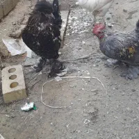 مرغ خروس تزئینی|حیوانات مزرعه|ننور, |دیوار