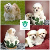 سگ شیتزو فلت عروسکی|سگ|مشهد, الهیه|دیوار