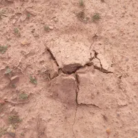 ۴ کیسه کود کبوتر