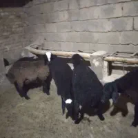 بره