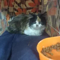 گربه پشمالو