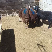 ۴کاوربره ماده درشت قلم دار غزل افشار عروس خوشکل