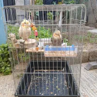عروس هلندی