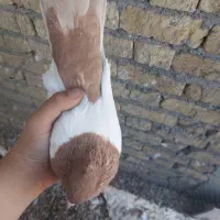 کبوتر سینه ای|پرنده|شیراز, پودنک|دیوار