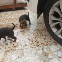 توله سگ ژرمن|سگ|زرگرشهر, |دیوار