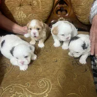 سگ پودل تاینی نر یکساله و شیتزو سوپرفلت