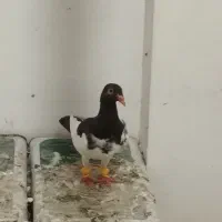 کبوترپرشی رنگه قره پولکی یهودی