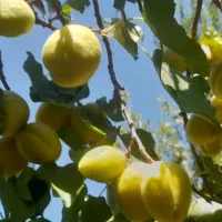 زردآلو.شکر.پاره
