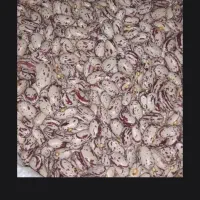 لوبیا چیتی|خوردنی و آشامیدنی|بهار, |دیوار