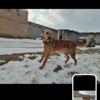 سگ نگهبان|سگ|آبکوه, |دیوار