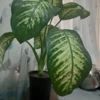 دیفن باخیا و فیکوس سبز|گل و گیاه طبیعی|تهران, زنجان جنوبی|دیوار