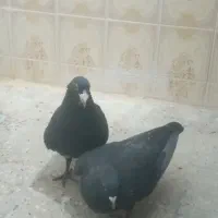 کفتر ای زاهدانی