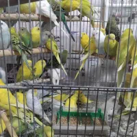 فنج و مرغ عشق تک وتعداد پرنده سرای کیان