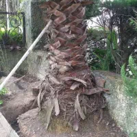 نخل فونیکس پالم|خدمات باغبانی و درختکاری|شلمان, |دیوار