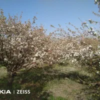 باغ|فروش دفتر صنعتی، کشاورزی، تجاری|بروجرد, |دیوار