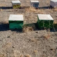 کندو خالی|لوازم جانبی حیوانات|خزل, |دیوار