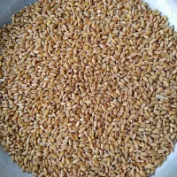 گندم  مرغوب ابی