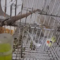 معاوضه|پرنده|مشهد, رده|دیوار