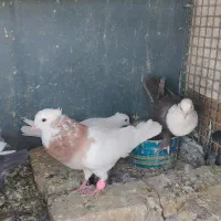 کفترگمشده