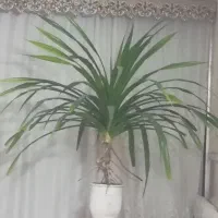 گلدان پاندانوس مناسب حال و پذیرایی|گل و گیاه طبیعی|رباط‌کریم, رباط‌کریم|دیوار