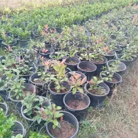 یاس و فتونیا|گل و گیاه طبیعی|کلاچای, |دیوار