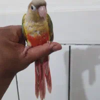 گرینچک|پرنده|بندرعباس, |دیوار