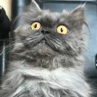گربه