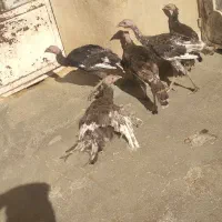 بوقلمون نر|حیوانات مزرعه|کلیائی, |دیوار