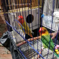 طوطی برزیلی