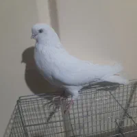 یک جفت کبوتر نوک قنار سفید|پرنده|شهرکرد, |دیوار