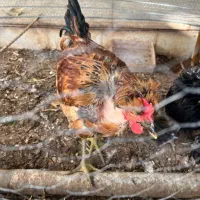 مرغ و خروس سلطان|حیوانات مزرعه|اردکان, |دیوار