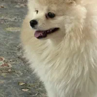 توله سگ|سگ|خرم‌آباد, |دیوار