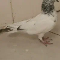 حرف ندارن|پرنده|دهلران, |دیوار