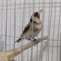 سهره نر پاییزه