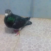ماده خوب|پرنده|سهند, |دیوار