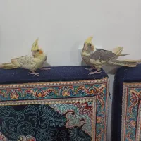 عروس هلندی