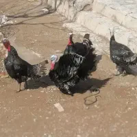بوقلمون