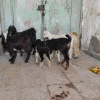 کره ماده چاق|حیوانات مزرعه|بندر کنگان, |دیوار