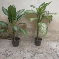 گل دیفن|گل و گیاه طبیعی|رشت, دیانتی|دیوار