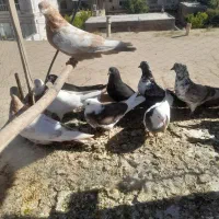 کبوتر|پرنده|لالجین, |دیوار