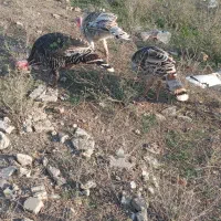 بوقلمون محلی