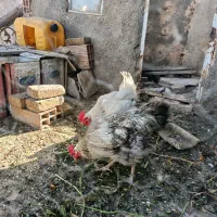 مرغ محلی تخمگذار