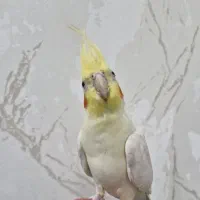 عروس هلندی نرسرحال ،اهلی وسخنگووفوق العاده باهوش